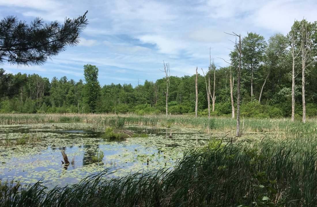 A wetland area with waterlilies, cattails, and trees.